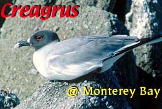 creagus